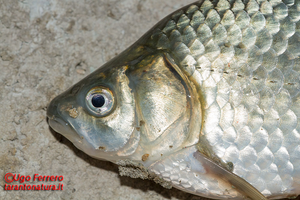 Lepomis gibbosus e Carassius auratus